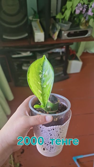 Комнатные цветы  продаються