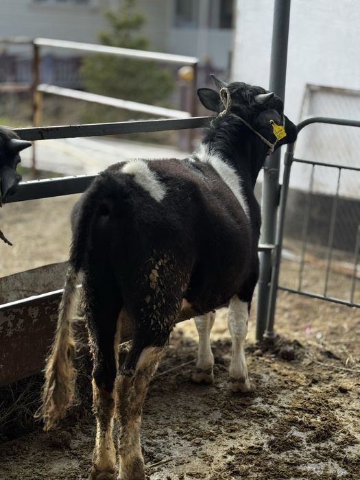 Бычки продаетсяяя