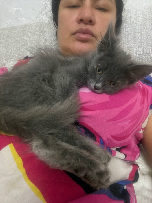Отдам в добрые руки котята
