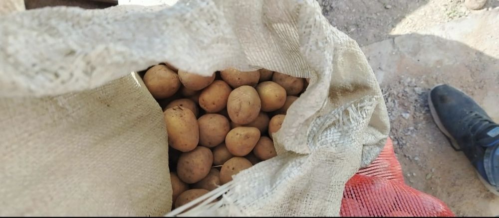 Продаю семенной картофель.