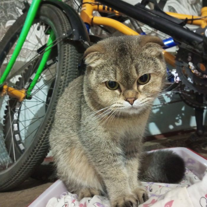 Продается кошка скоттиш фолд