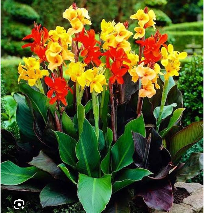 Садовые цветы Канна