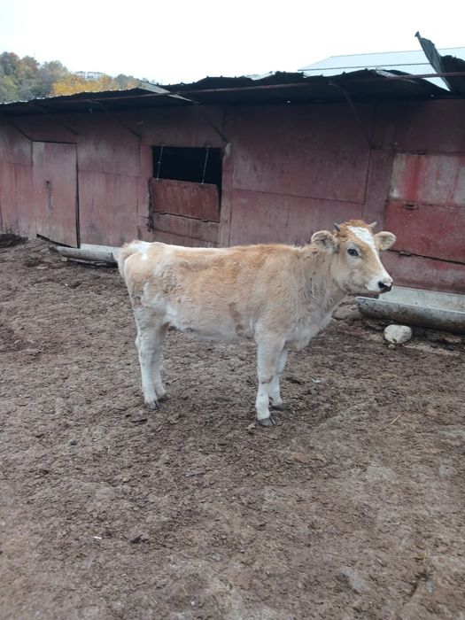 Продам телят и тёлку