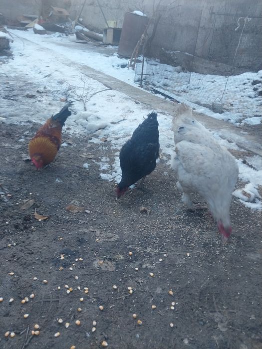 Срочно продам курицы