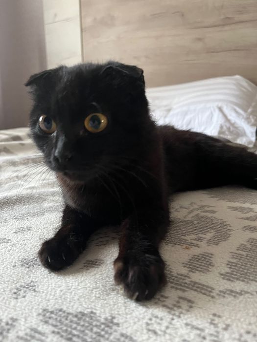 Кошечка в добрые руки