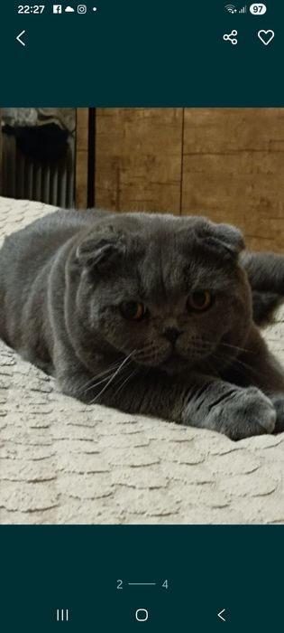 Кот приглашает на вязку