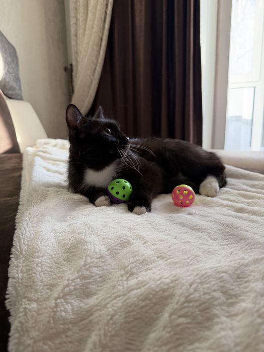 Дарю кошечку.