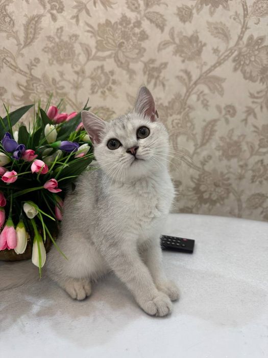 Шотландская шиншилла