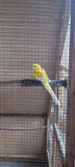 Papugay sotiladi rubin pepshi