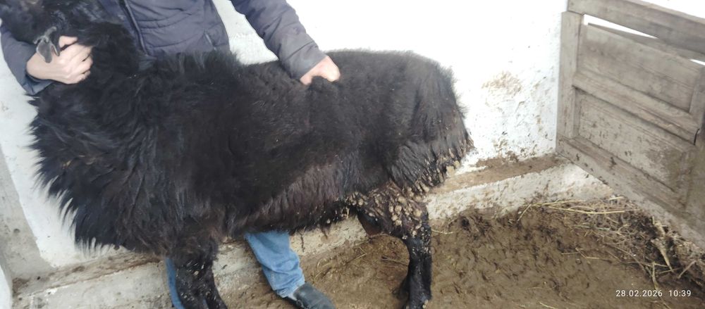 Қўй сотилади, метражный