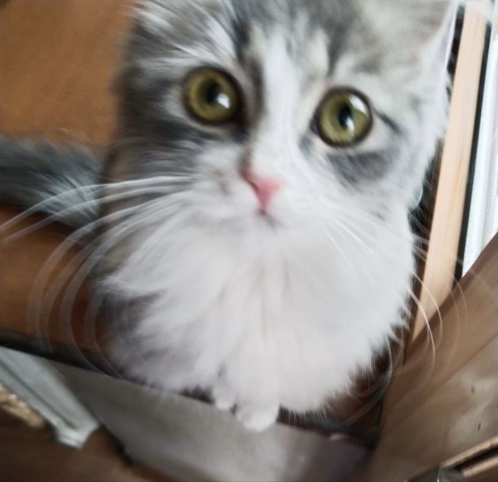 Котенок в добрые руки