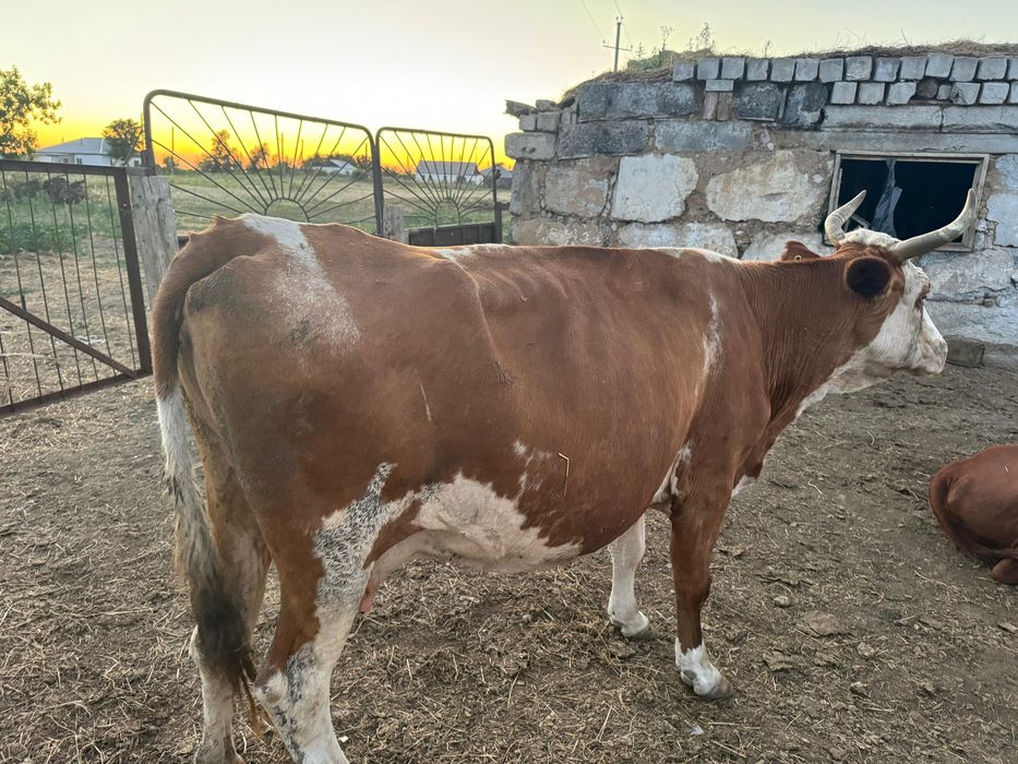продам корову  молочная в день 20л