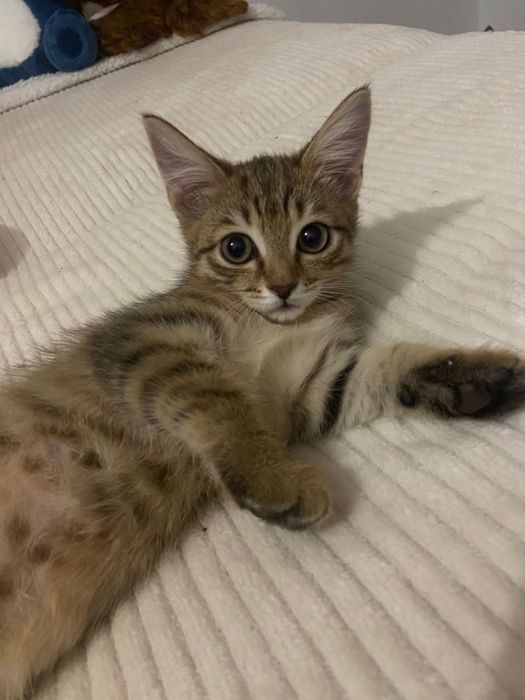 Отдам котенка в добрые руки