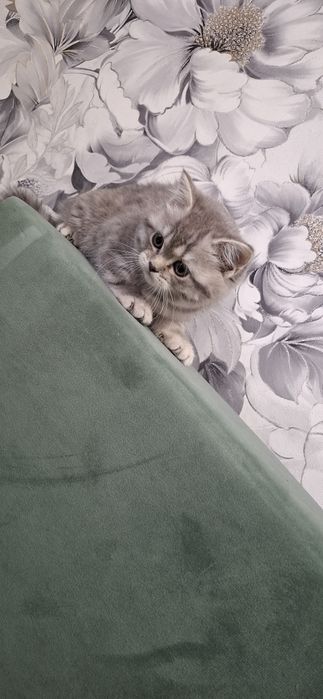 Шотландские скоттиш страйт котята