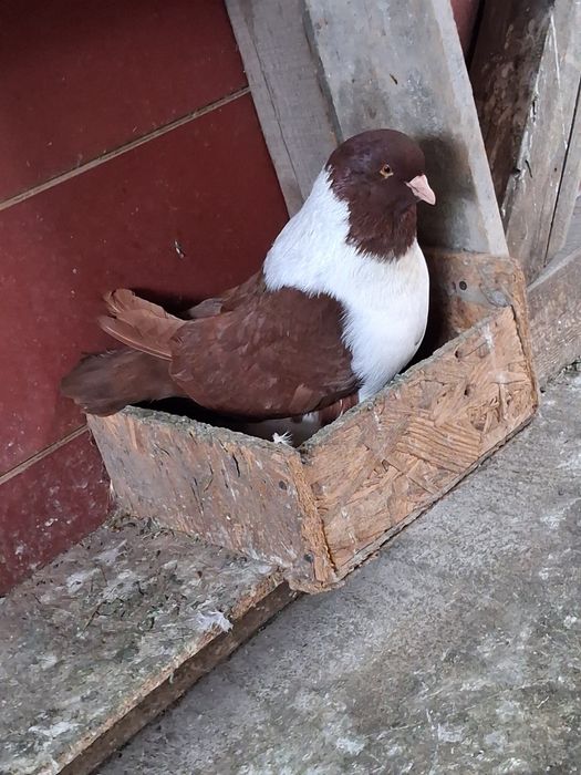 Porumbei de vânzare