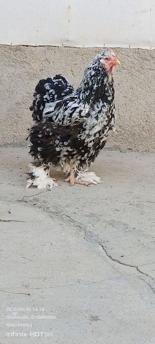 bramalar sotiladi zoti toza