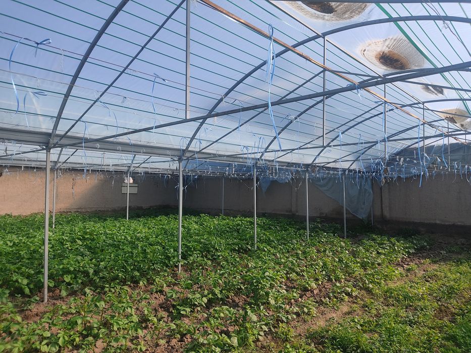 Parnik Issiqxona Teplitsa