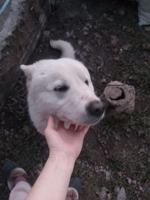 Ищет дом мальчик