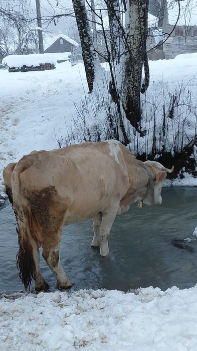 Vând vacă cu lapte, gestantă