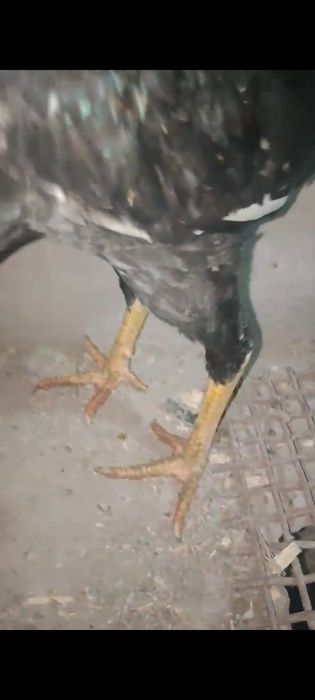 Продам на племя О Шамо немец