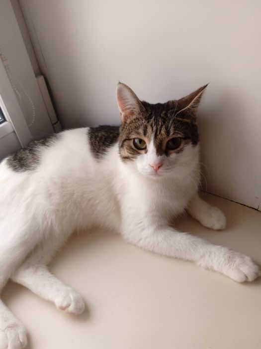 Ищем дом для кошечки Сони