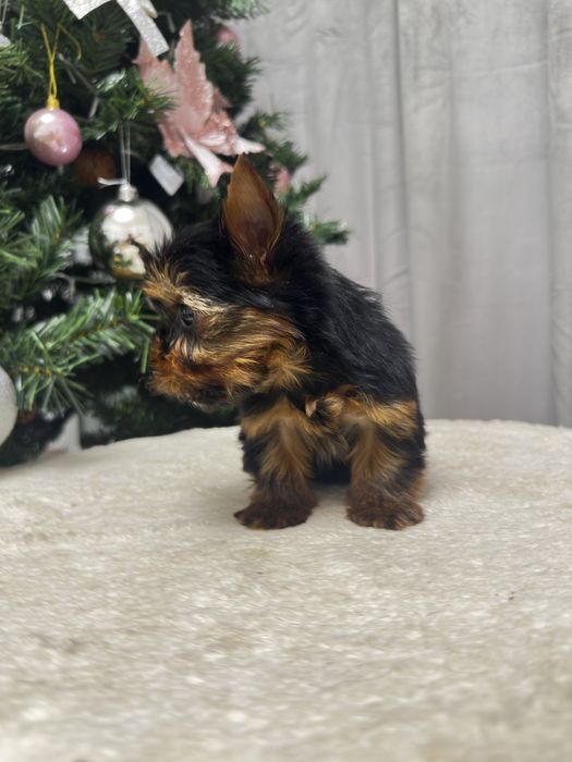 Mascul Rasa Yorkshrie Terrier - O Bijuterie Adevarata