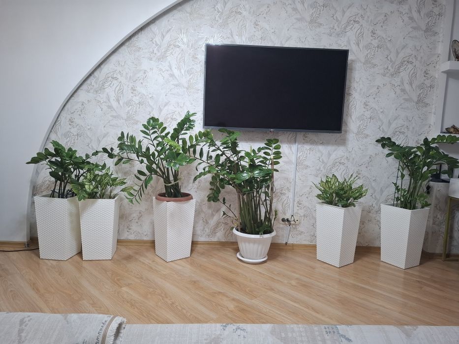 Замиокулькас цветы