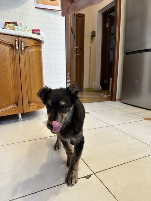 Ищем дом для щенка 4 мес