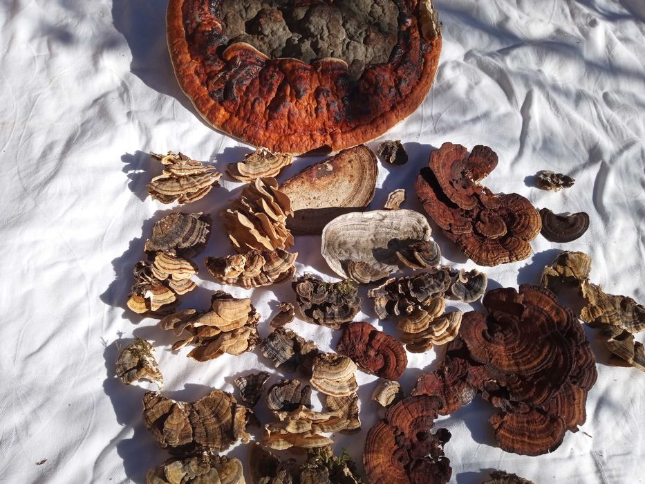 Ciuperci medicinale anti-cancer Polyporus/Daedaleopsis/Trametes