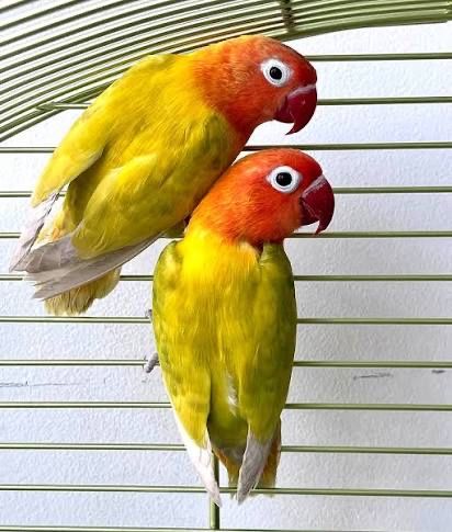 Неразлучники очень милые