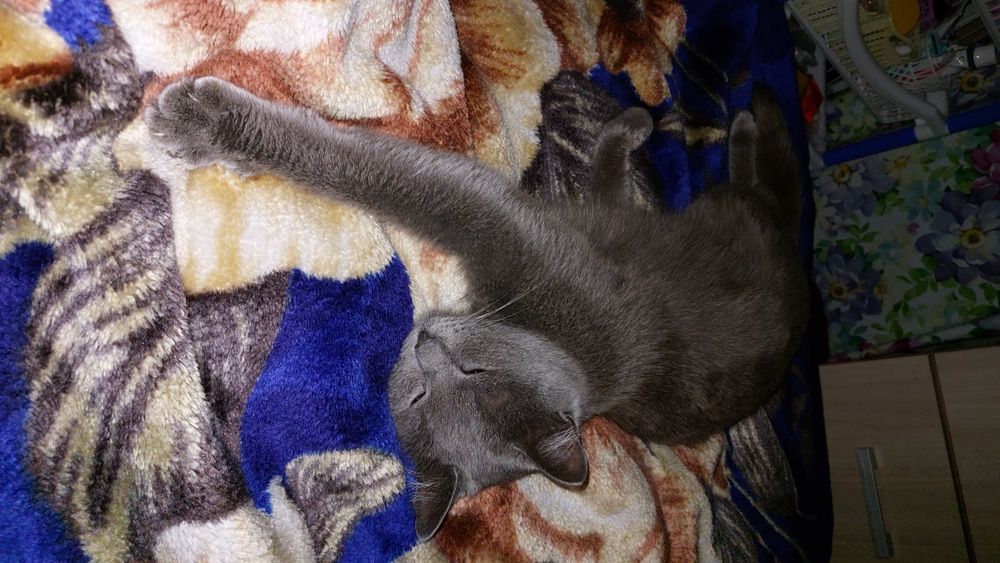 Отдам кошечку в добрые руки