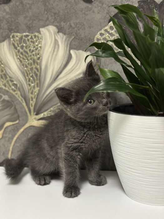 Маленький котенок