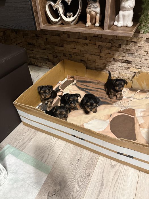 Мини Йоркширски териер