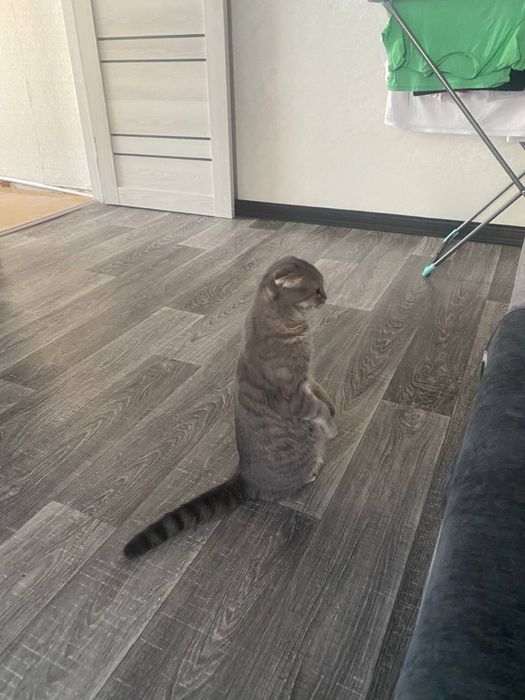 продаем вислоухого кота