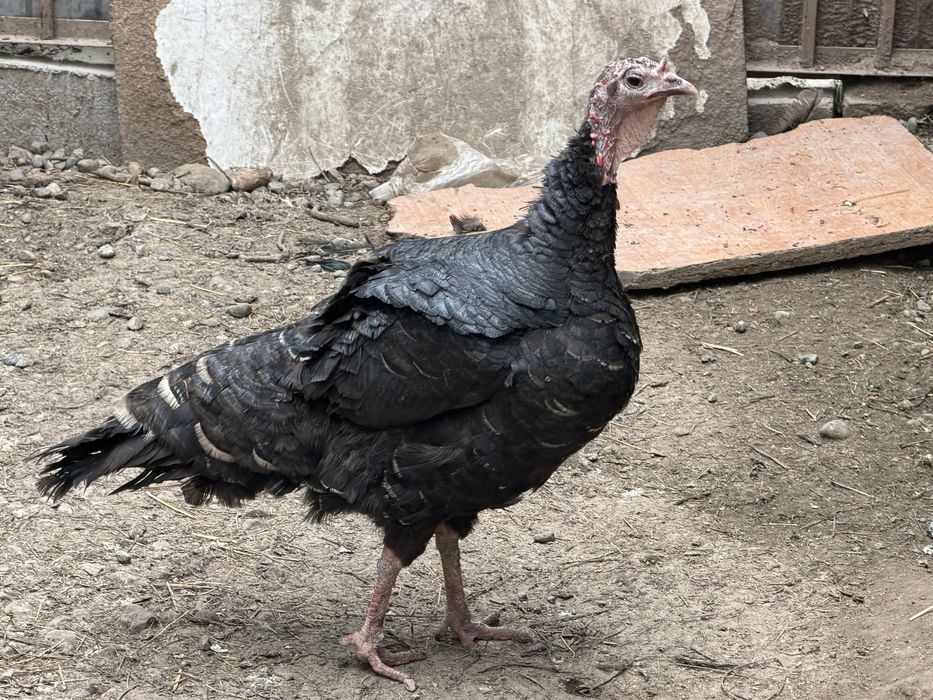 Продам, индюша 5 лет