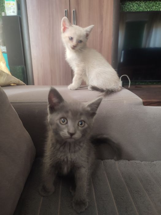 Отдам котят 1.5 мес