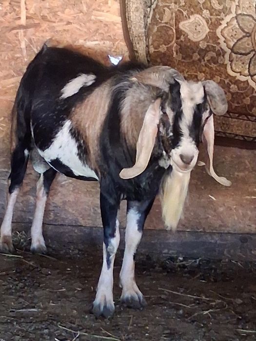 Vând țap anglonubian