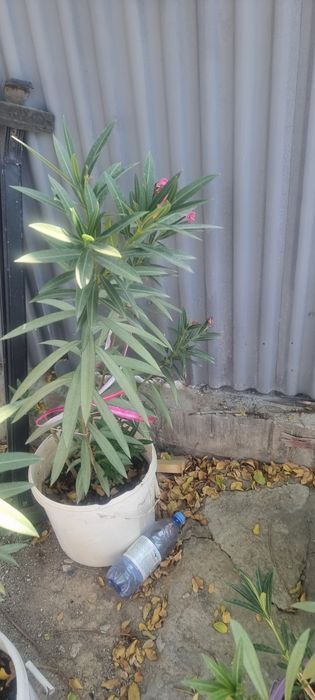 Продам цветы олеандры и бугенвилии