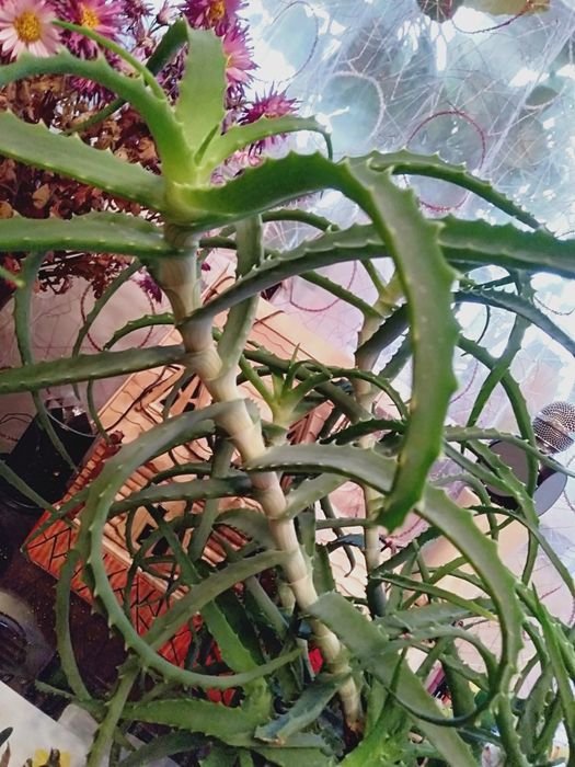 Алоэ лекарственный