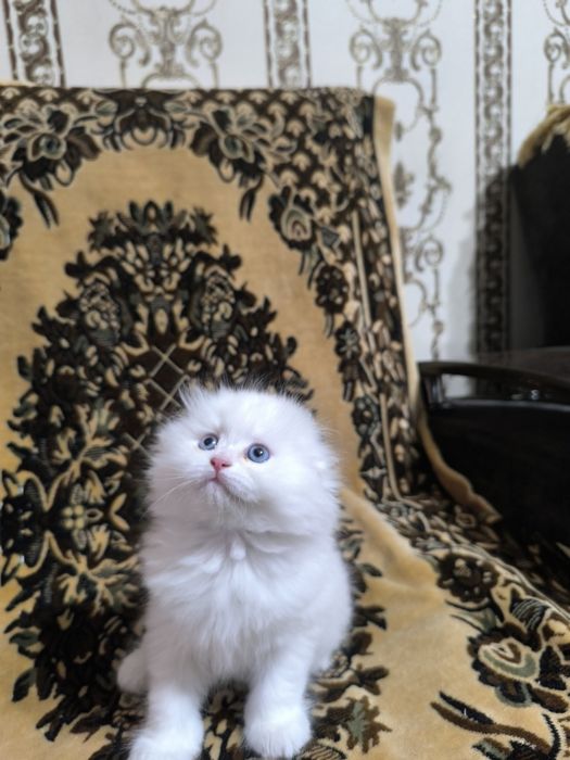 Готовятся приобрести новую семью очаровательные котята Скотиш Фолд