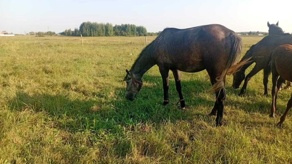 Продам здоровых лошадей