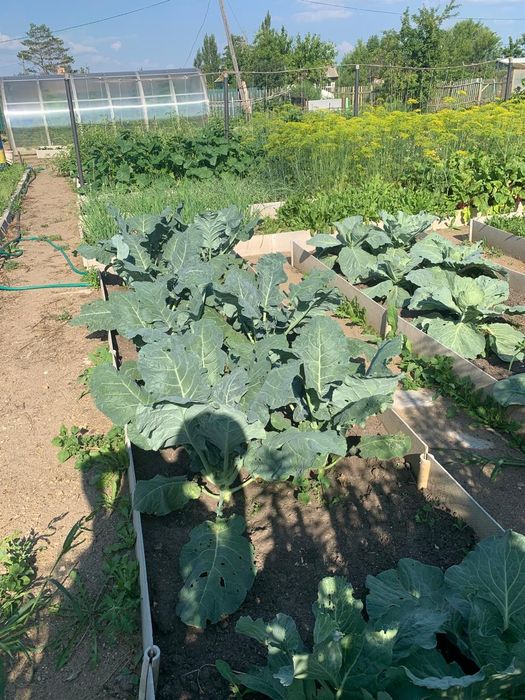 Продам дачу с/т Локомотив.
