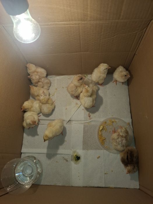 Продам цеплят домашних суточные