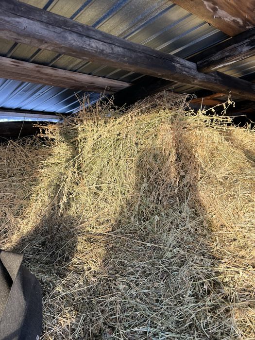 Vand lucerna calitate superioara NU e balotata baloti