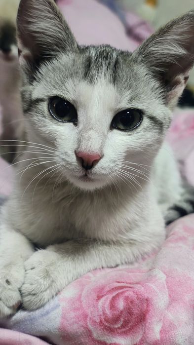 Отдам кошечку в добрые руки