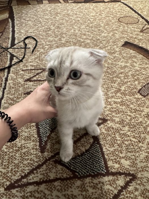 Котенок шотлнадец веслоуихий