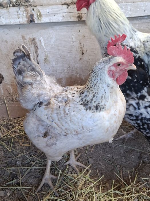 1 ,қораз ,4-мекен сатылады.