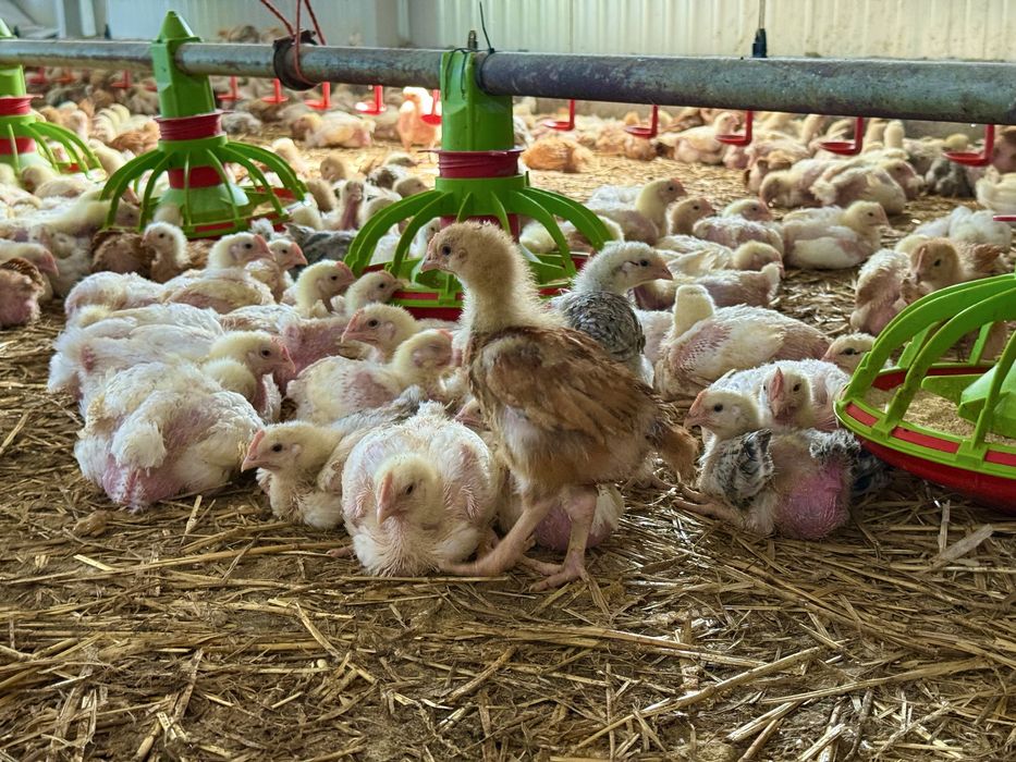 Pui de carne si rasa mixta