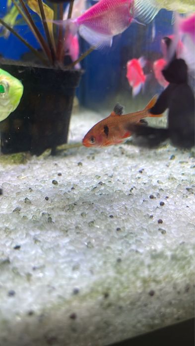 Продаются рыбки разные