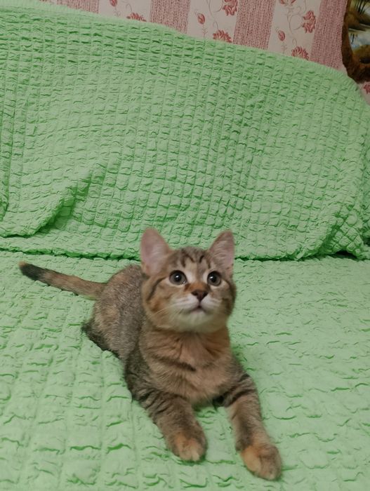 отдам котят В ХОРОШИЕ РУКИ
